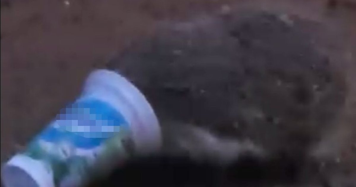Kirpinin Ayran Kutusundaki Zor Anları
