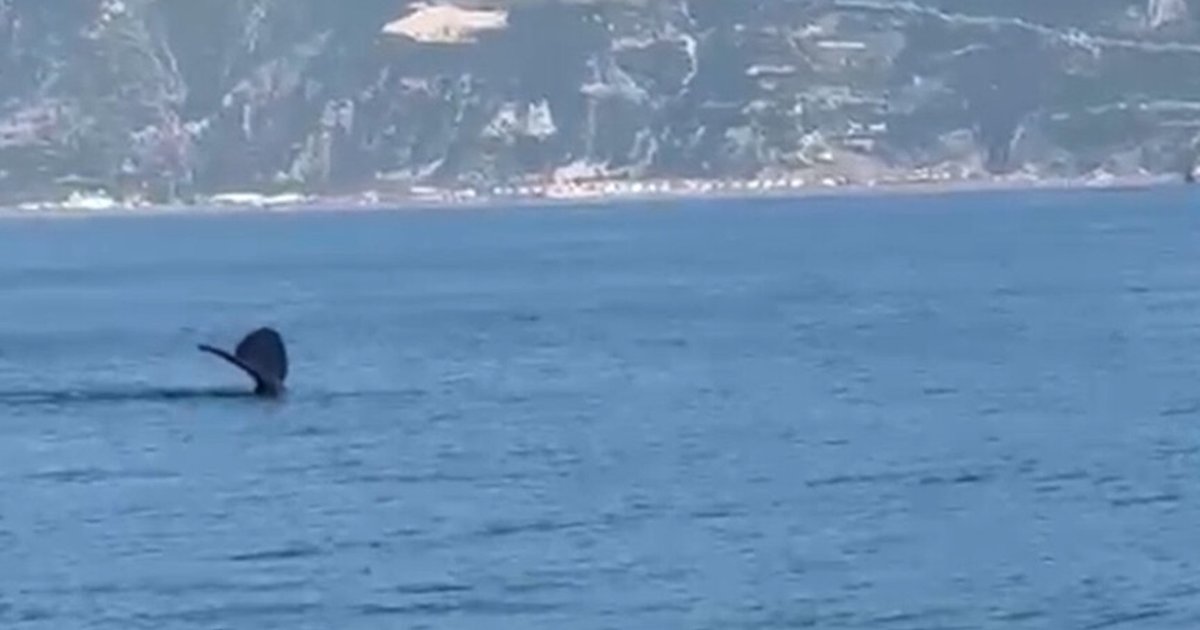 Hatay Samandağ açıklarında balina avı