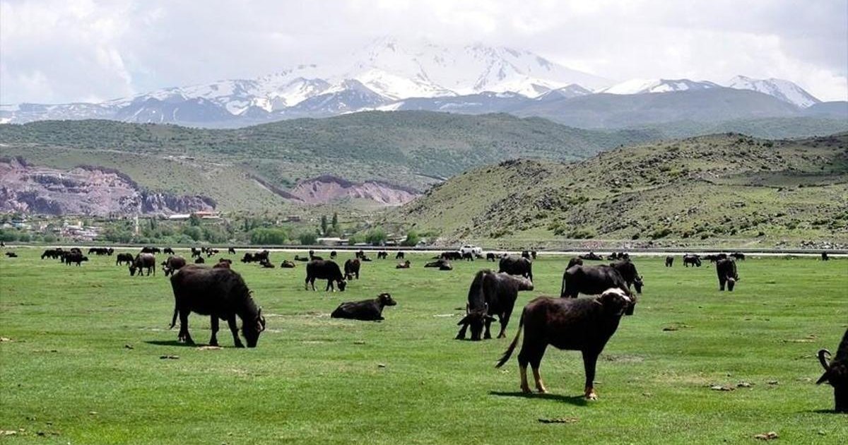 Kayseri manda sayısı 8 bin 800'e yükseldi