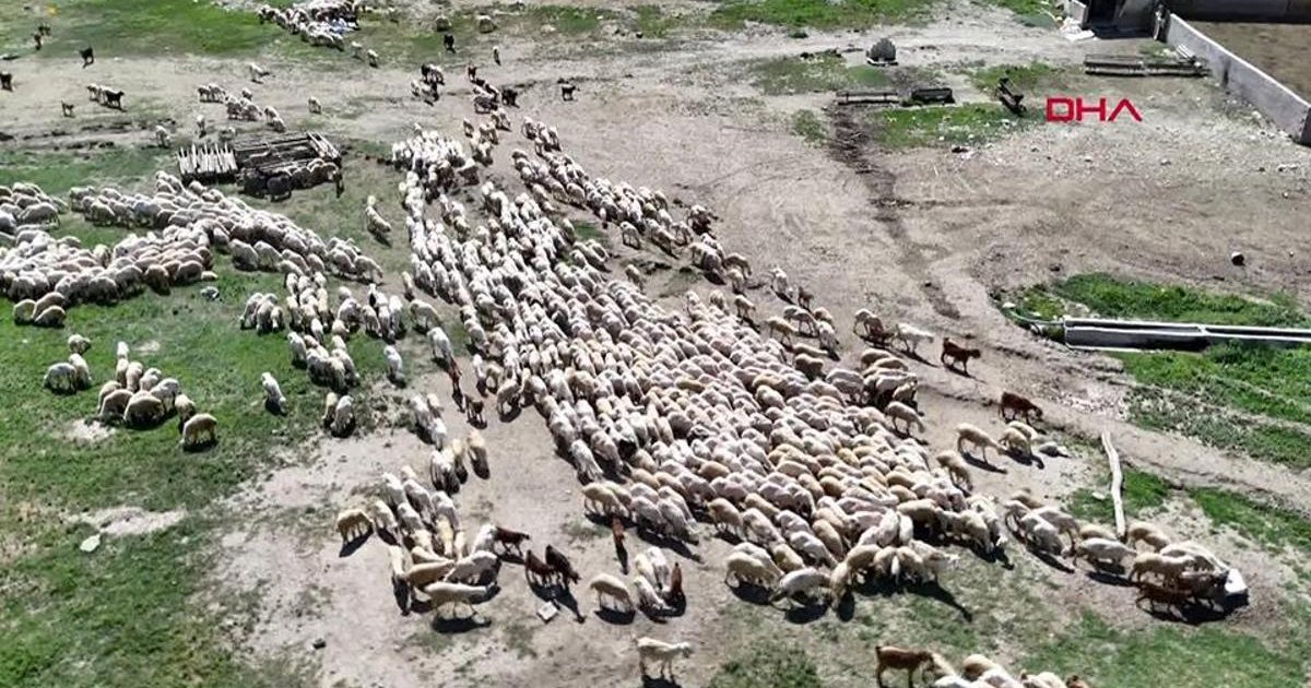 Hayvancılıkta Yeni Çözüm: İthal Çoban
