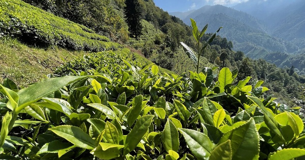 ÇAYKUR'un yaş çay alımları devam ediyor