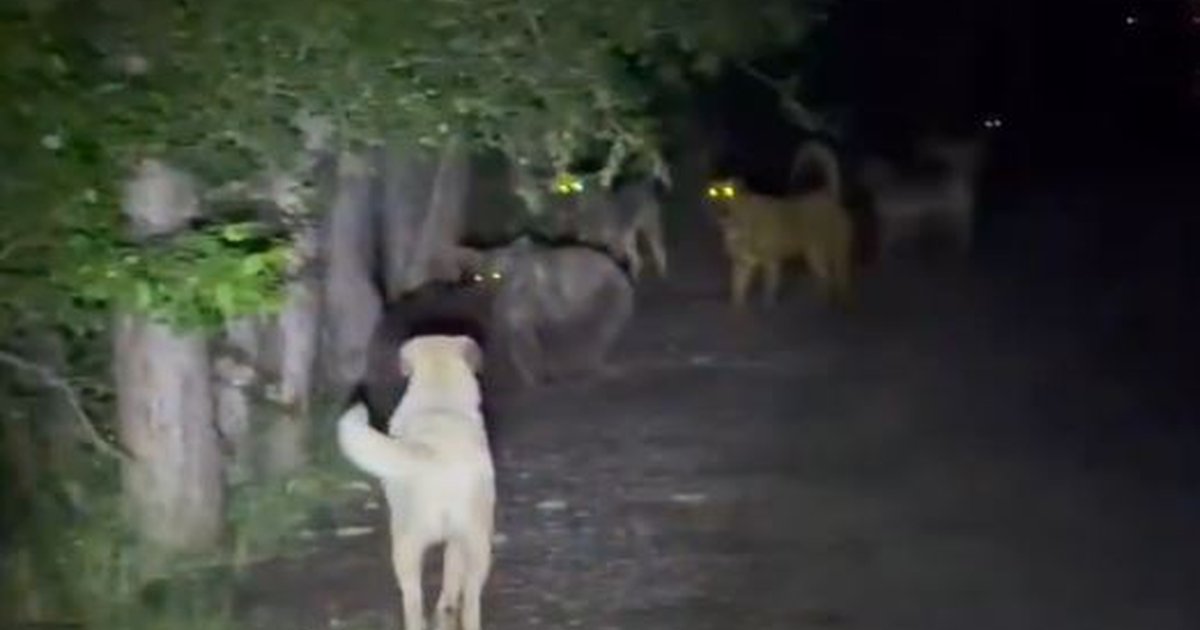 Soğuksu Milli Parkı'nda başıboş köpekler ve ayılar karşı karşıya