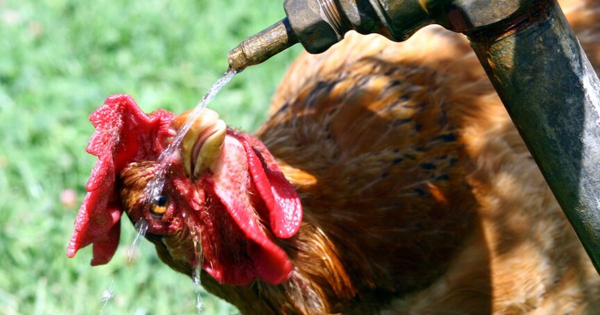 Fransa'da aşırı sıcak hava nedeniyle kümes hayvanı kaybı