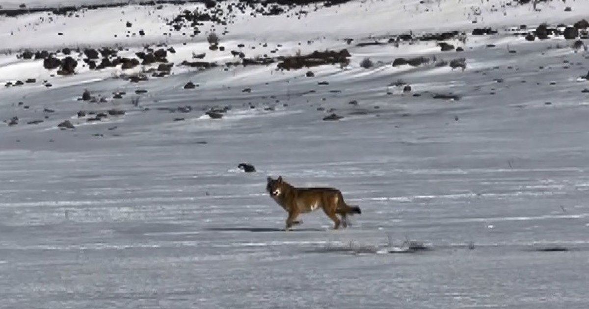 Kars'ta Kurdun Aracı Takip Etmesi Kamerada