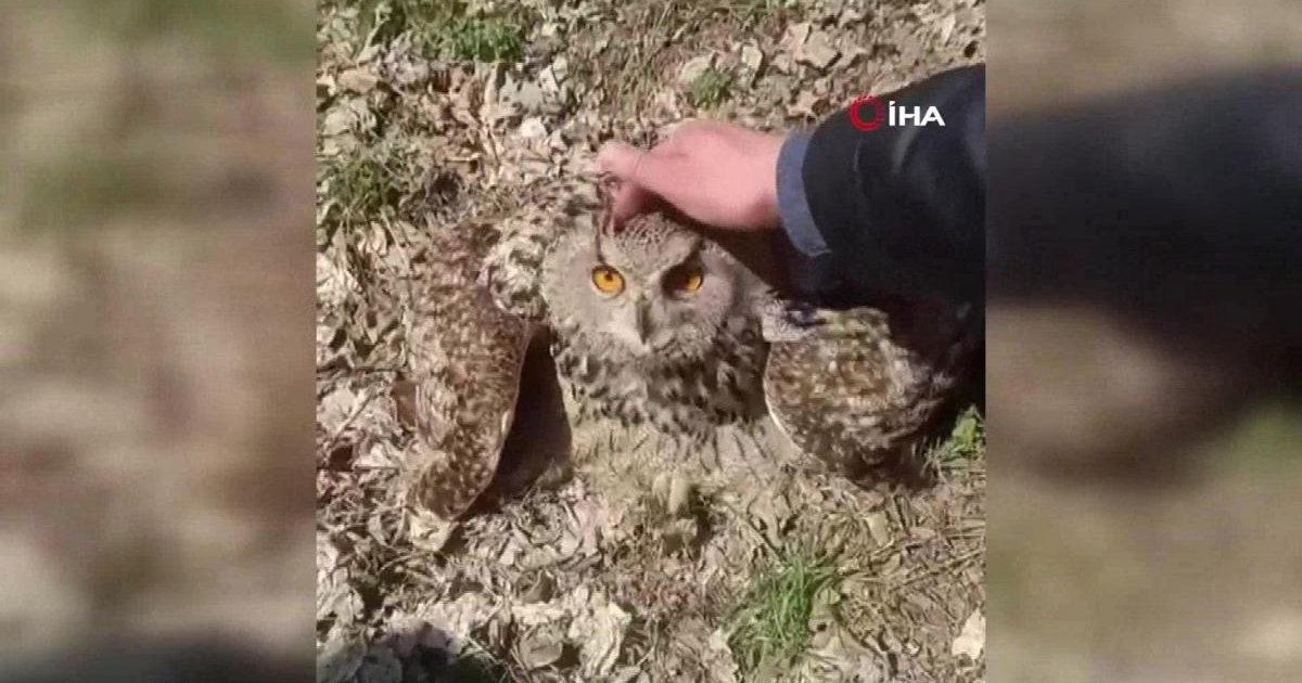 Elazığ'da Baykuşla Karşılaşma: 'Fıstık' Diyerek Sevgi Gösterdi