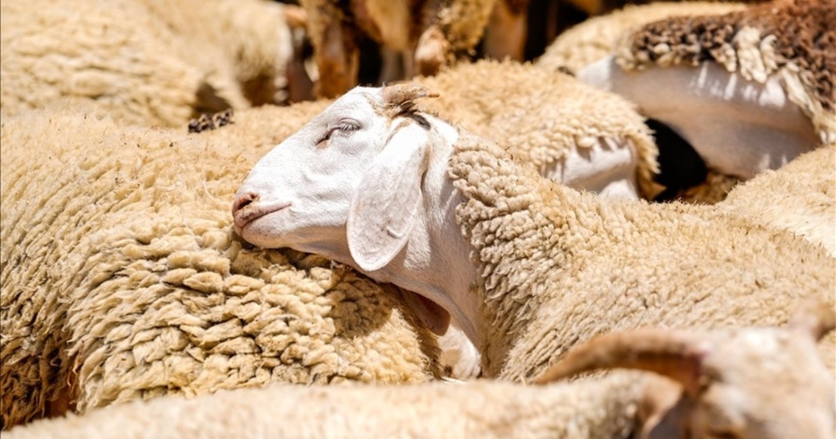 2026 Kurban Bayramı Ne Zaman? Kaç Gün Tatil Olacak?