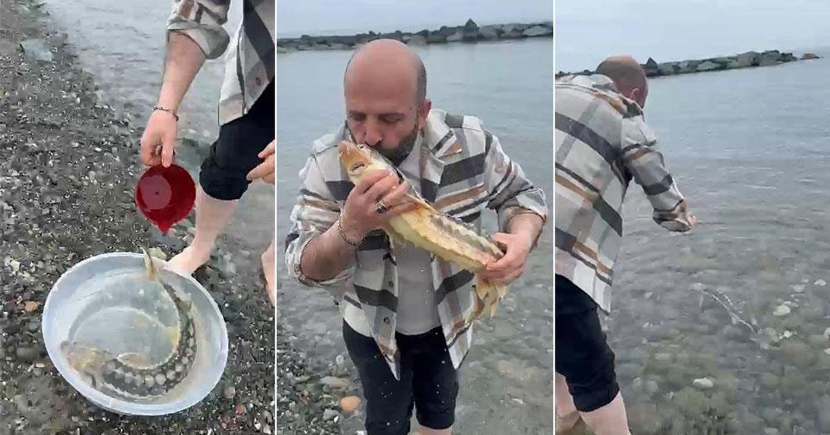 Nesli tükenme tehlikesi altındaki mersin balığı özgürlüğüne kavuşturuldu