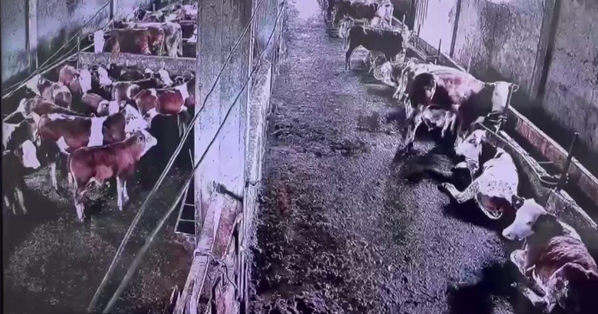 İnekler 2.9 büyüklüğündeki depremi hissetti