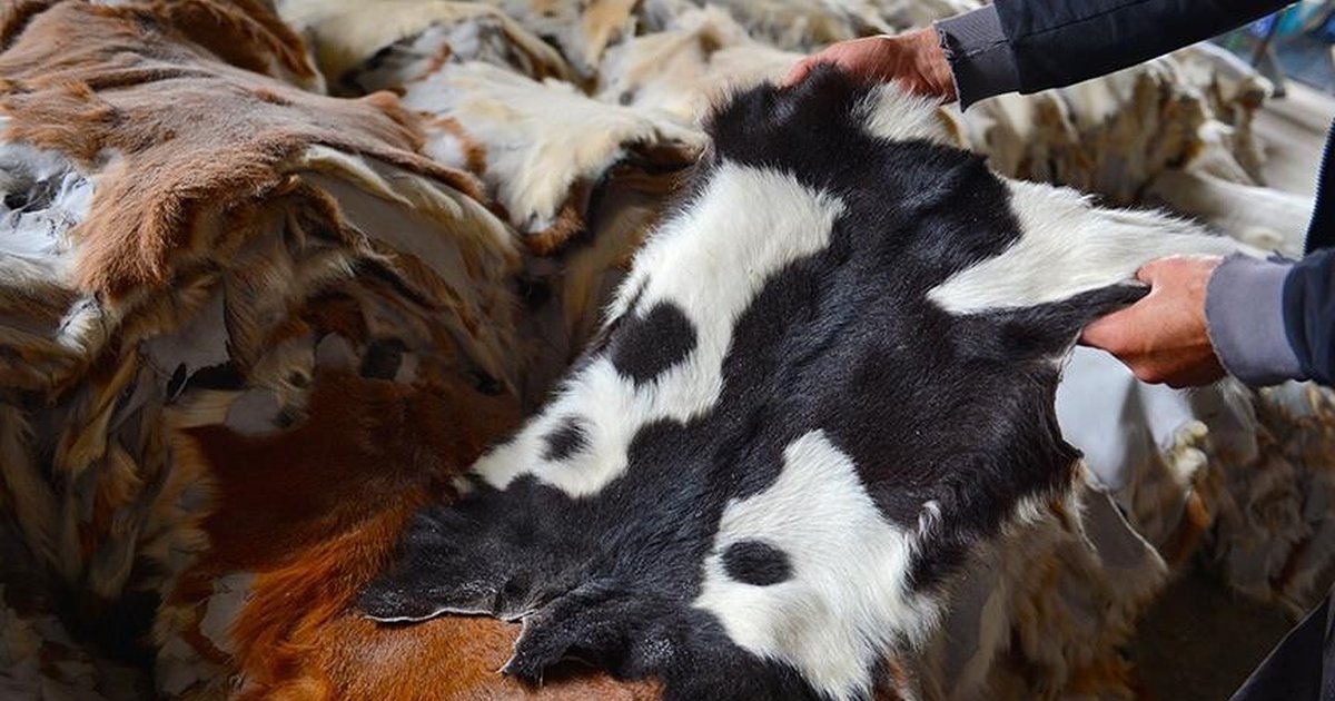 Kurban derileri deri sektörüne can suyu oluyor