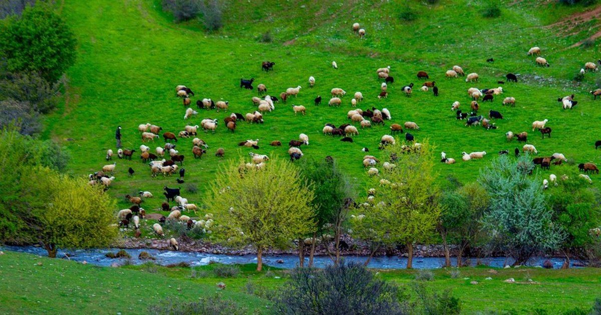 Yağışlar meraları yeşertti, yem maliyetini düşürdü