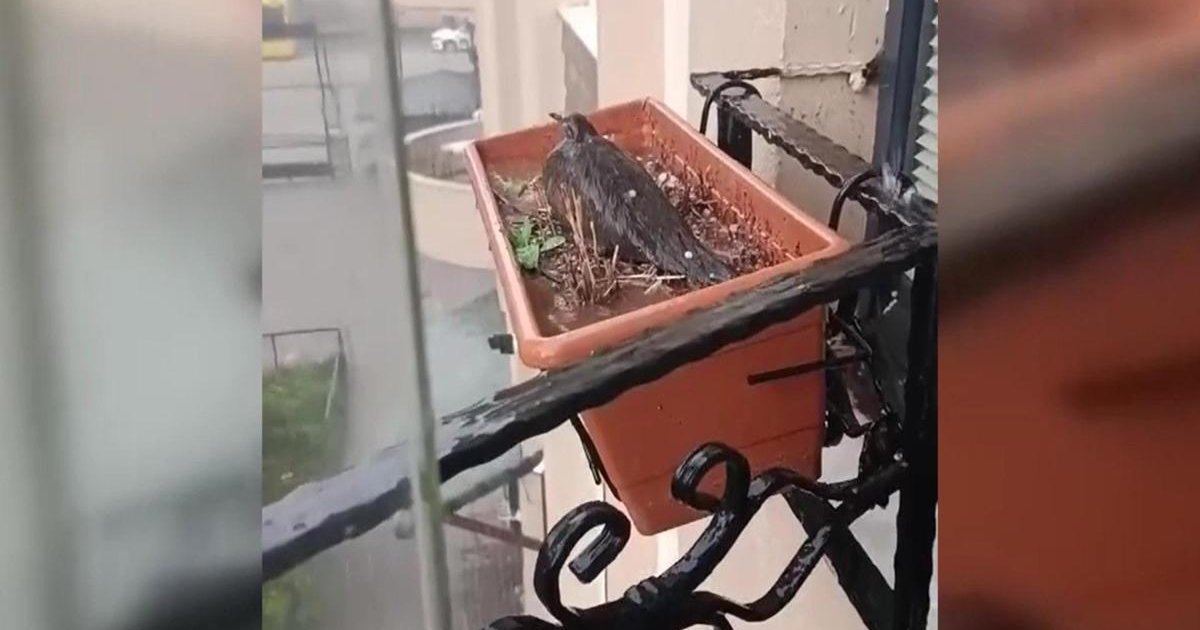 Gaziantep'te dolu yağışı: Güvercin yuvasını terk etmedi