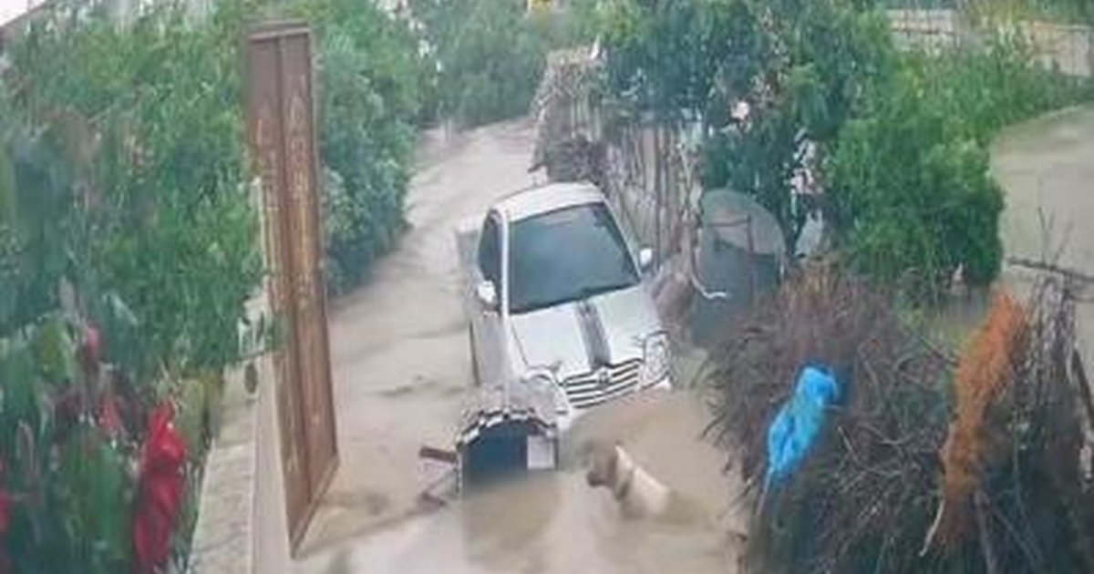 Hatay'da sel: Köpek akıntıya kapıldı, hayvanlar kurtarıldı