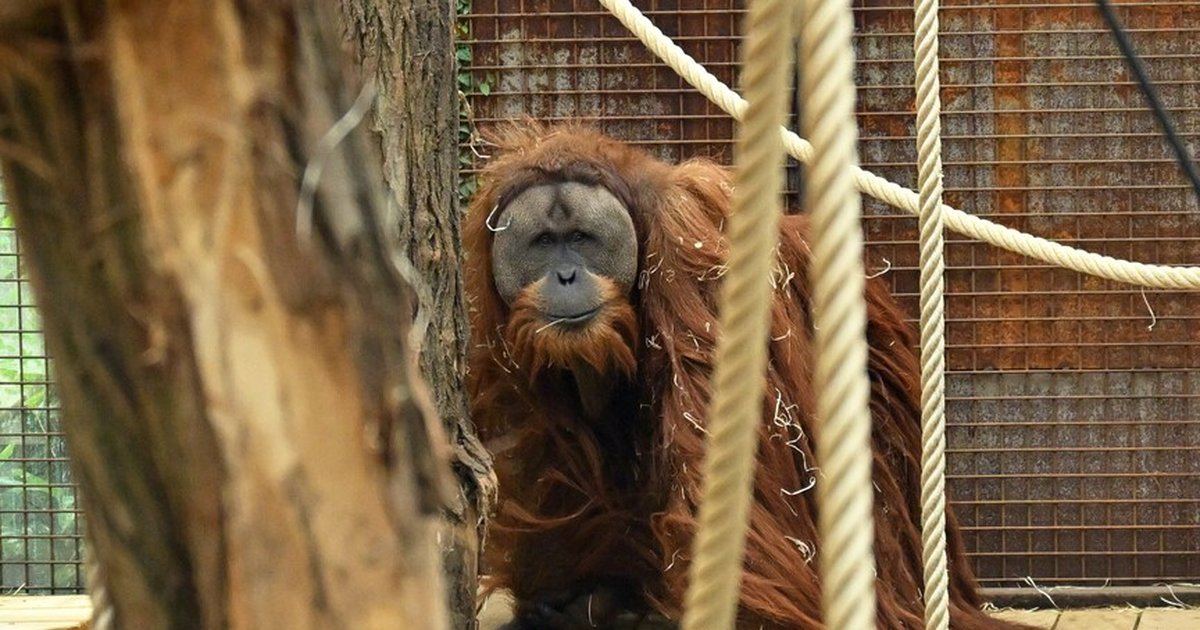 Endonezya'da sel: Tapanuli orangutanlarının %7'si öldü