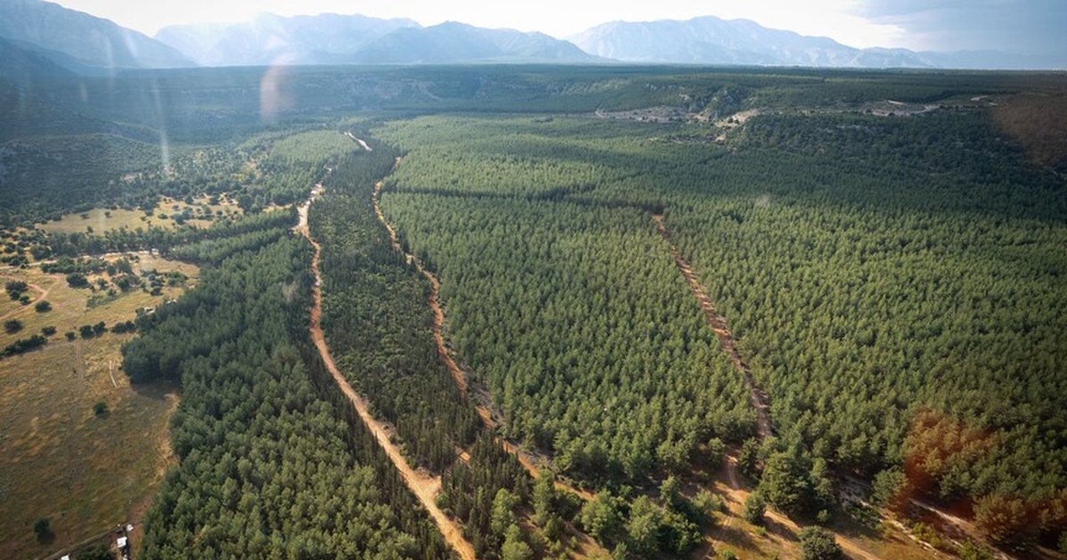 Sıcaklık Artışı Orman Yangını Riskini Artırıyor