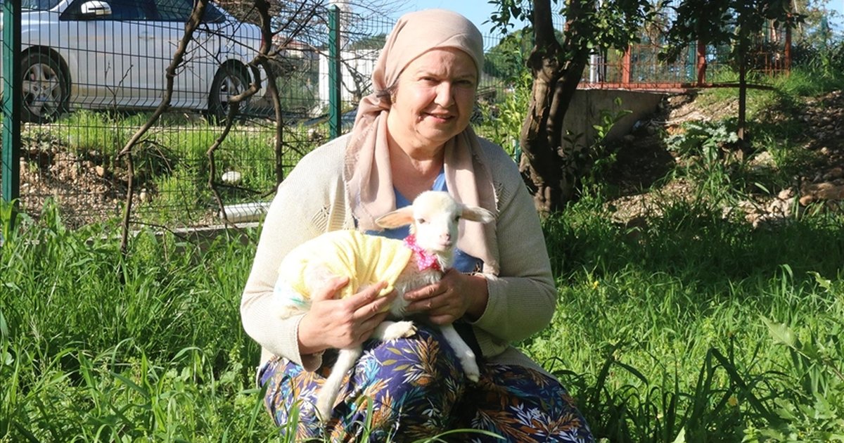 Antalya'da Kadın Üçüz Doğan Kuzulardan Birini Bebek Gibi Büyütüyor