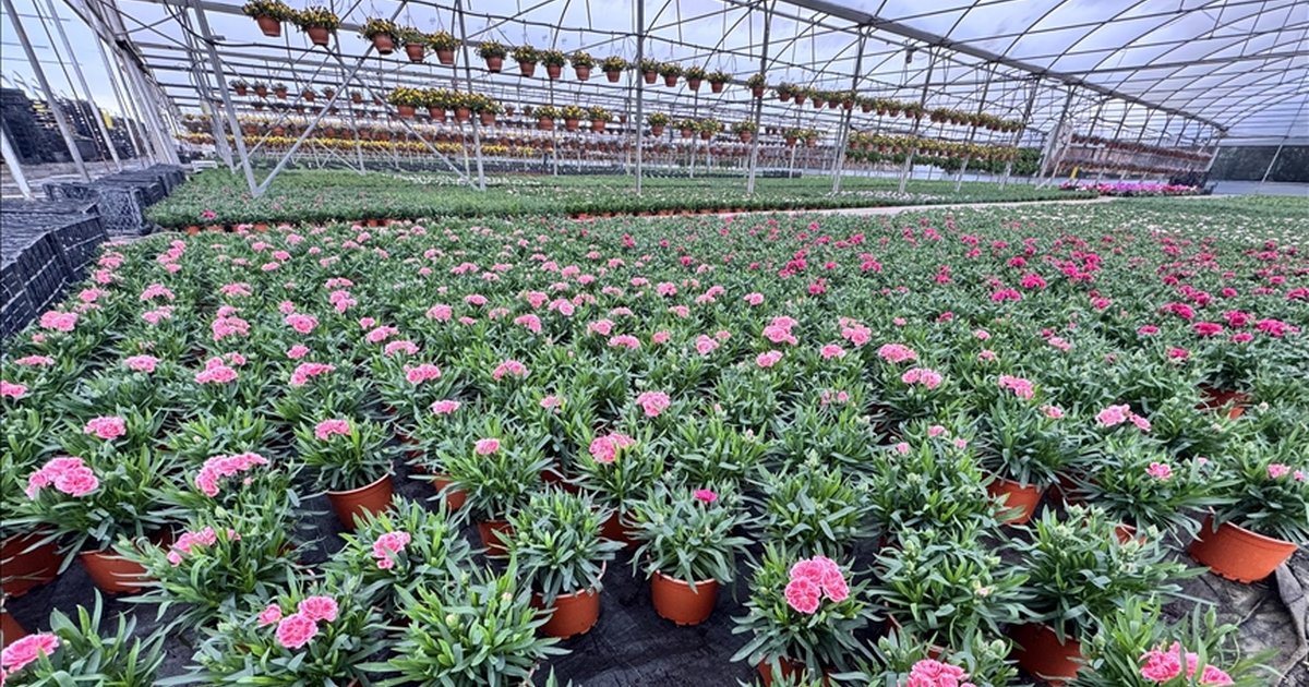 Süs Bitkileri Üreticileri Kurakçıl Peyzajda Sözleşmeli Model İstiyor