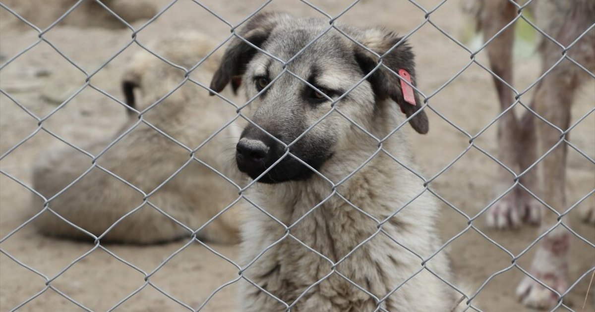 Kilis'te 3 bin sahipsiz köpek toplandı