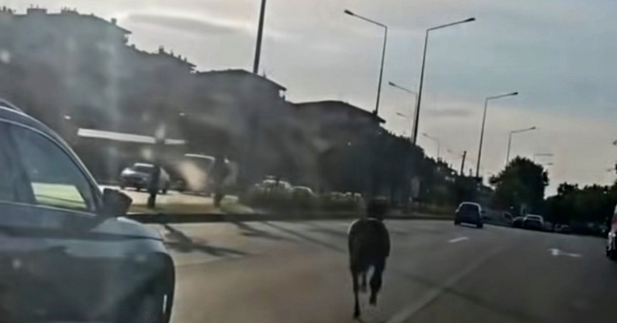 Bursa'da başıboş at trafiği tehlikeye attı