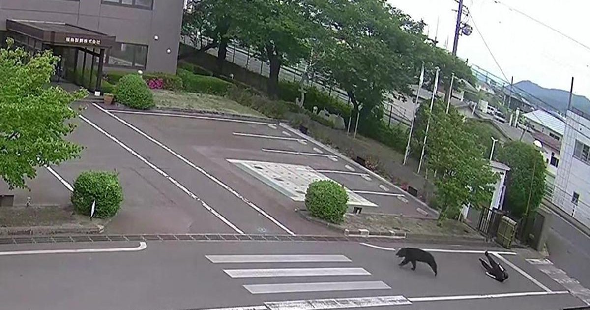 Japonya'da ayı saldırısı: 4 yaralı