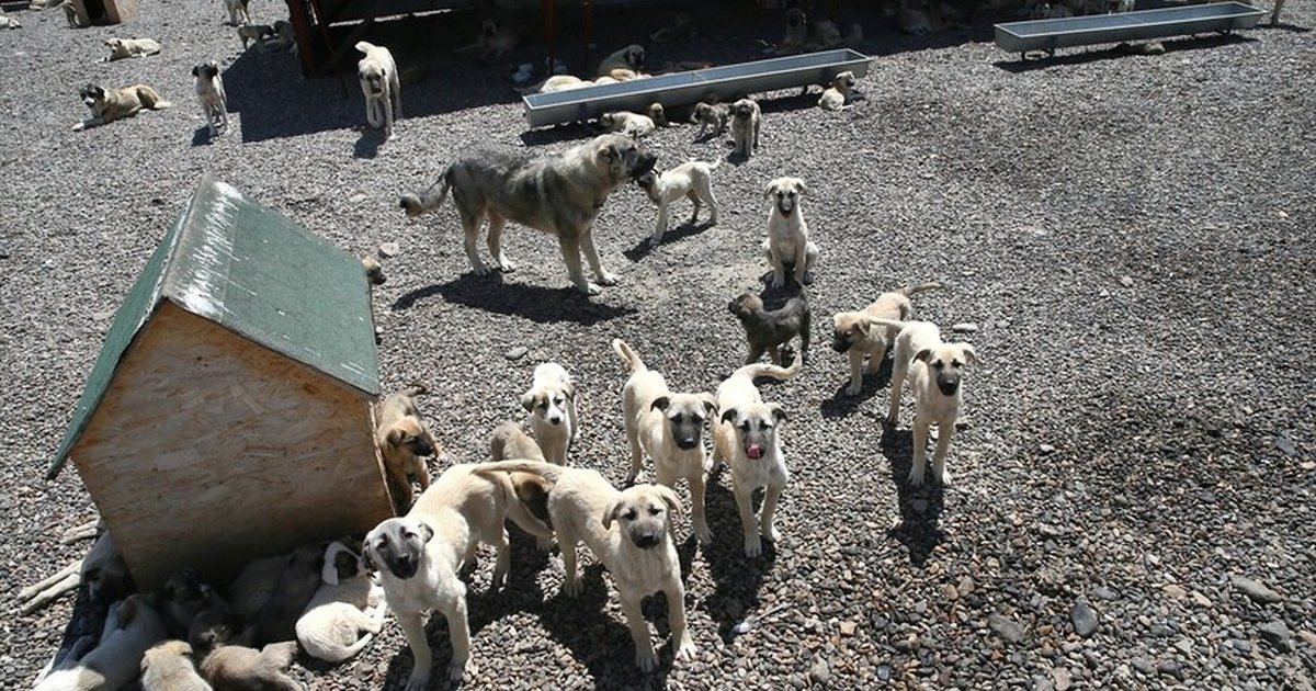 Muş'ta 4 bin sahipsiz köpek barınağa alındı