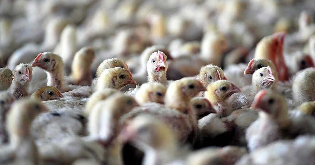 Avustralya'da kuş gribi şüphesi ilk vaka