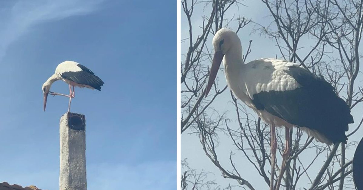 Yaren Leylek ve Adem Amca'nın 15 Yıllık Dostluğu