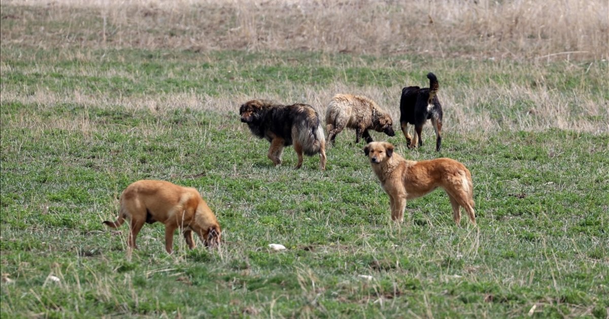 İstanbul Valiliği sokak köpekleri için süre verdi