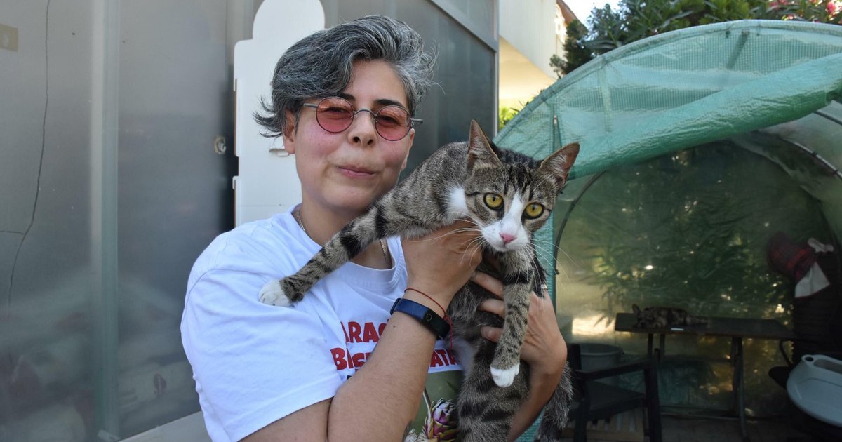 İzmir'de erkek kedi doğum yaptı