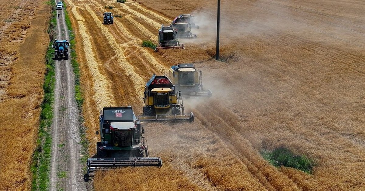 TİGEM'in Karacabey tesisleri yerli tohumluk buğday üretiminde önemli rol oynuyor