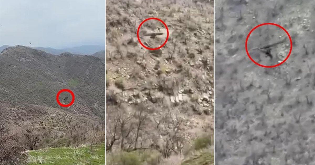 Şırnak'ta kartalın domuz yavrusu avı kamerada