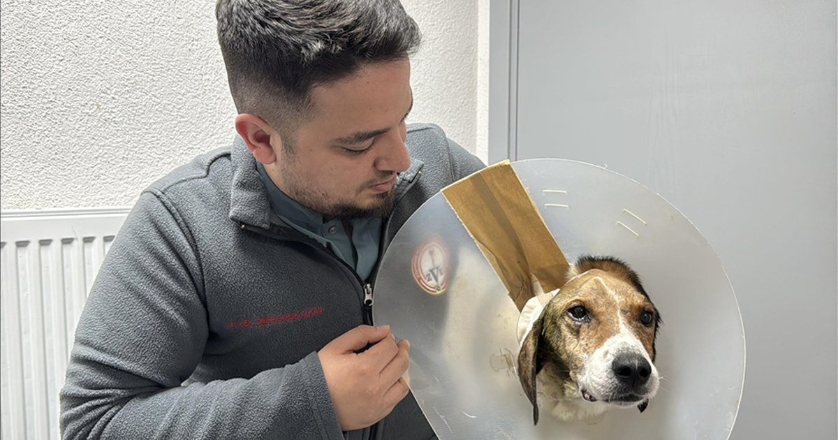Zonguldak'ta kanserli köpek elektro kemoterapiyle iyileşti