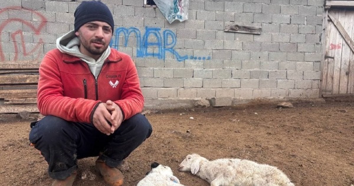 Erzincan'da kuzu ölümleri endişe veriyor