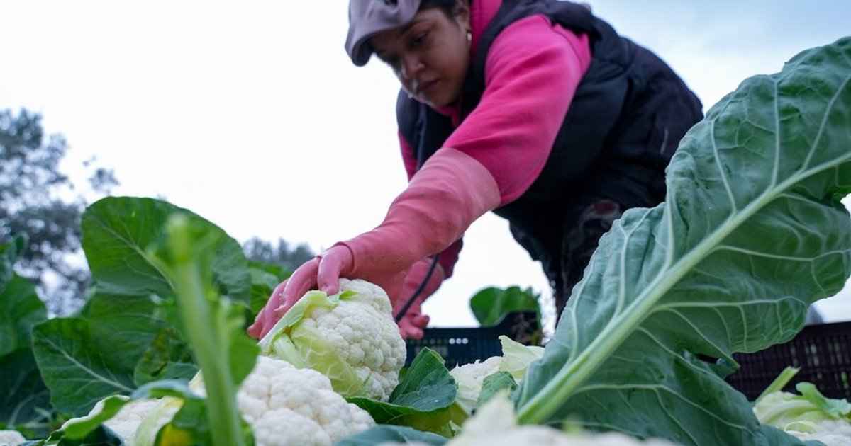 Çiftçilere 19,5 milyar lira destekleme ödemesi bugün yapılacak