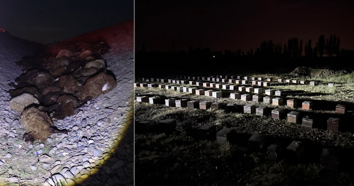 Iğdır'da arı saldırısı: 400 koyun öldü