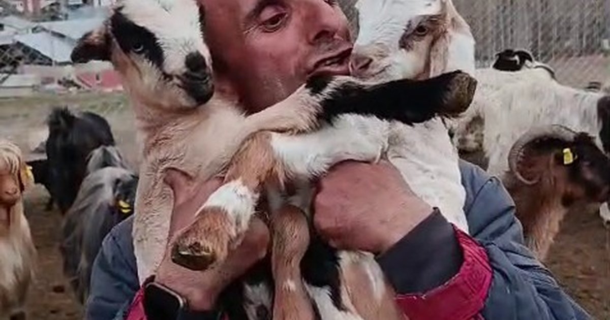 Fenomen çoban Şahin Dürlü'nün oğlak sevgisi
