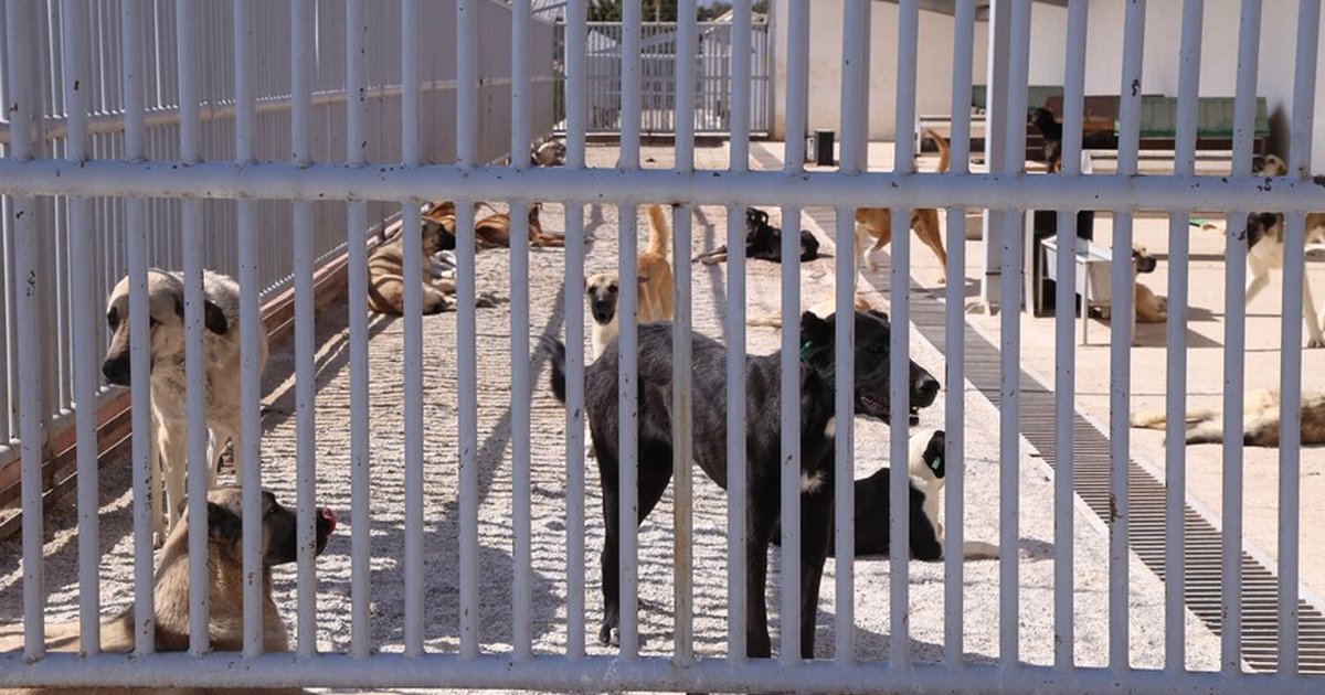 Konya'da köpek ısırması: Sahibe 108 bin lira ceza