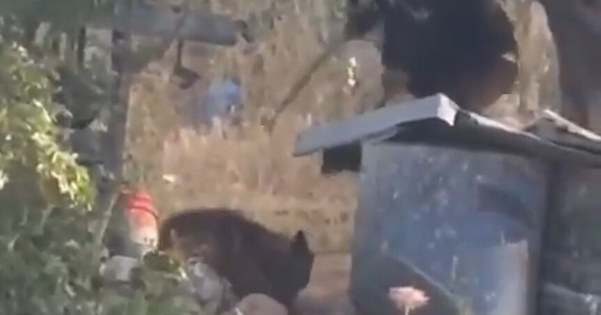 İsrailli, Batı Şeria'da köpeği döverek öldürdü