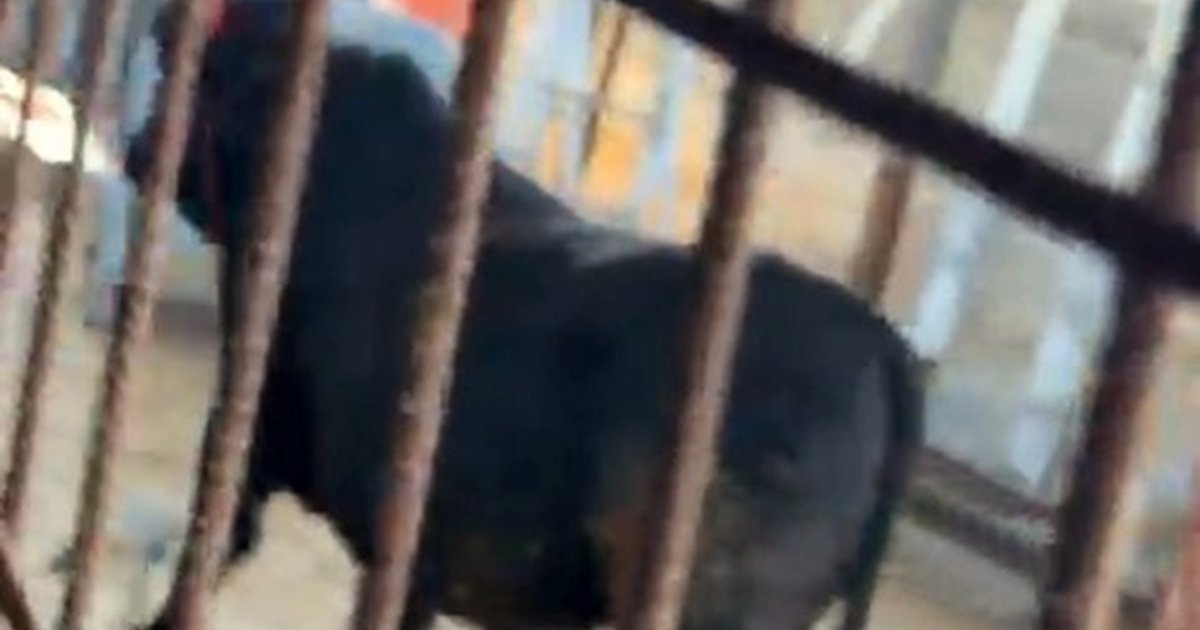 Kurbanlık dana kaçtı, Kızılcahamam'da kovalamaca yaşandı