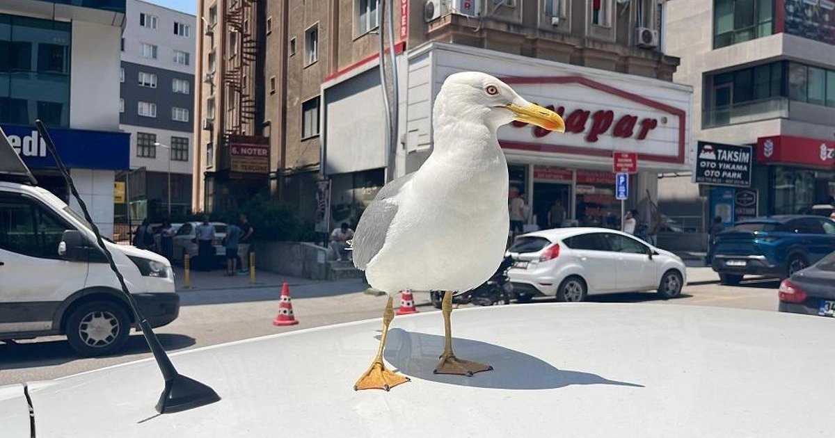 Gebze'nin yeni maskotu: Pamuk the Martı